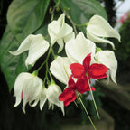 Glory Bower (Clerodendrum thomsoniae)