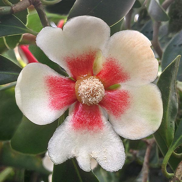 Red-Heart Porcelain Flower (Clusia lanceolata)