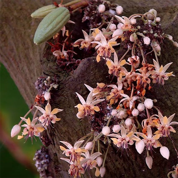 Logee's Cocoa Tree - Thumbnail 2