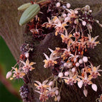 buy cocoa seeds for planting Cocoa Tree For Sale – Logee's Plants