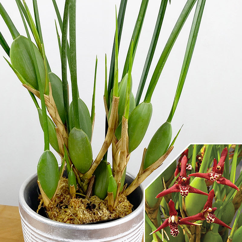 Coconut Orchid ‘Green Valley’