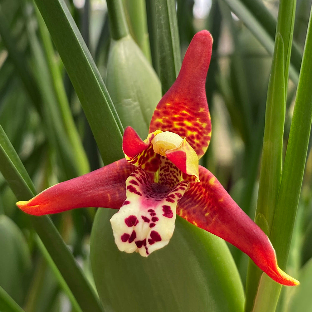 Coconut Orchid ‘Green Valley’ 