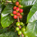Coffee Plant (Coffea arabica)
