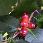 Coffee Plant (Coffea arabica)