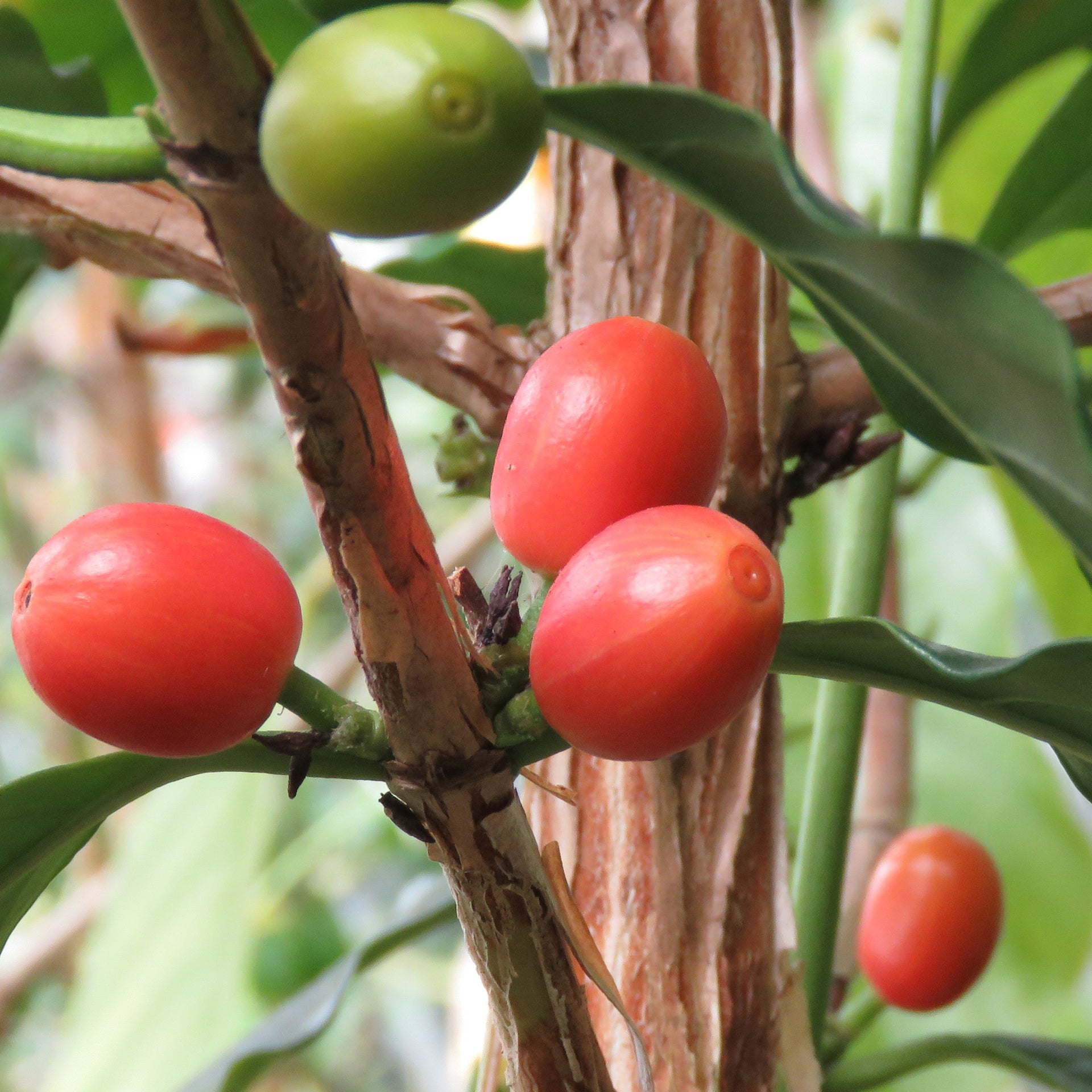 bourbon plant Coffee Plant ‘Orange Bourbon’ For Sale – Logee's Plants