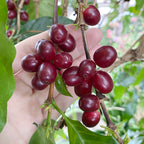 Coffee Plant (Coffea arabica)