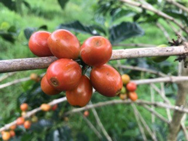 Coffee Plant ‘Orange Bourbon’ (Coffea arabica 'Orange Bourbon')