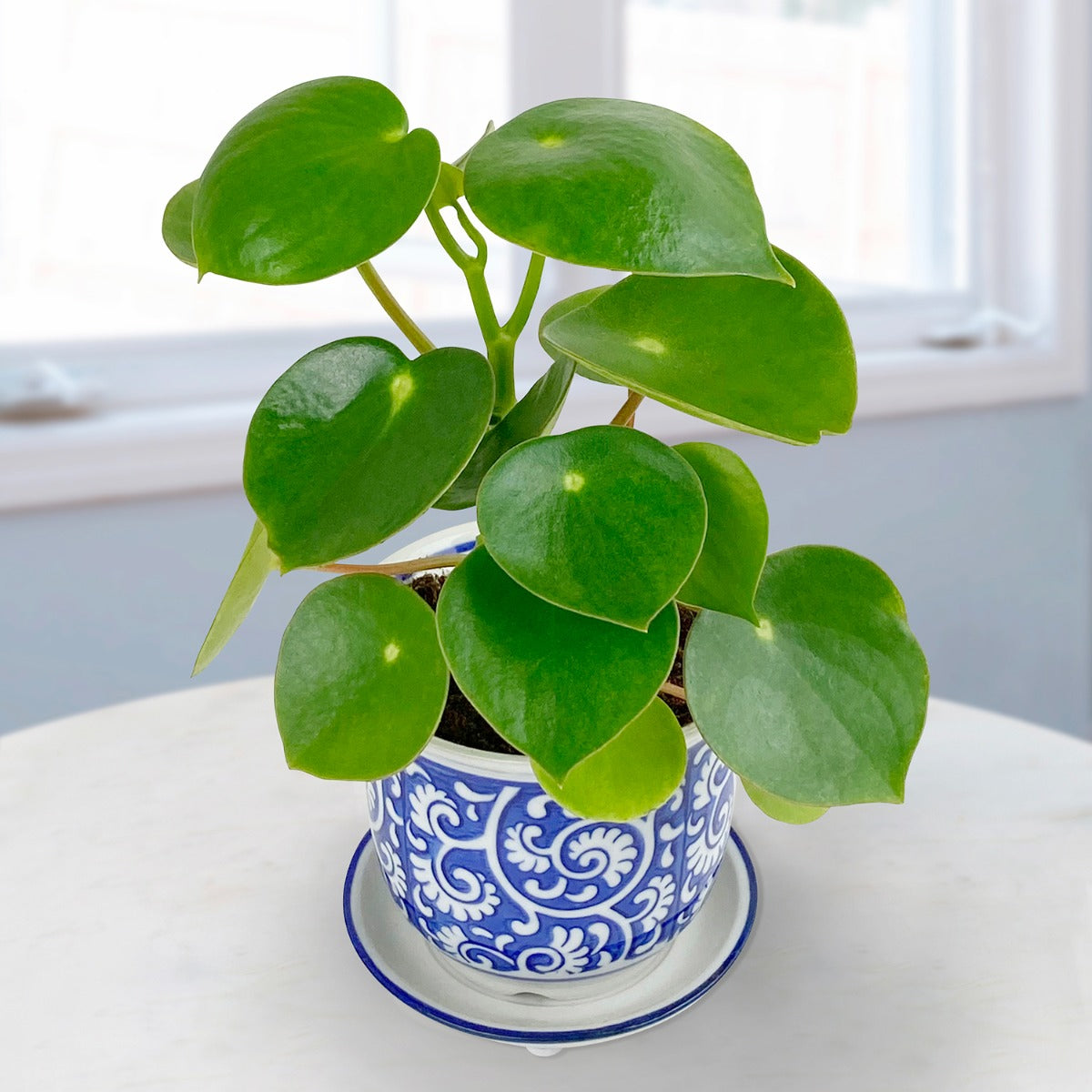 Coin-Leaf Peperomia (Peperomia polybotrya)