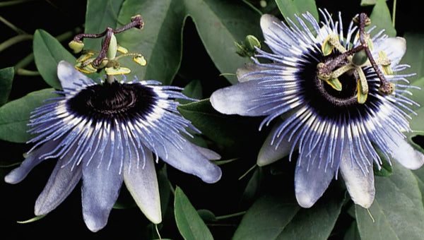blue white and purple passion flowers with dark green leaves