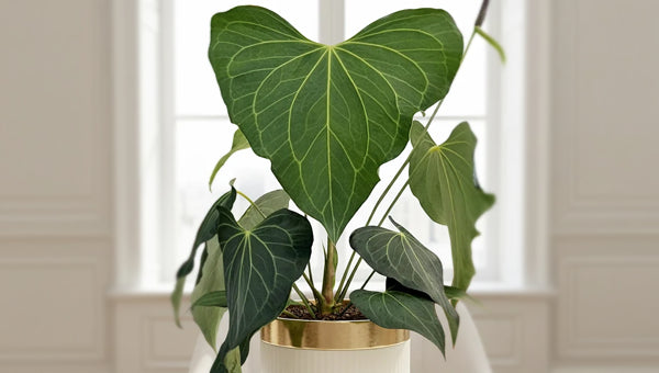 Rare Plants