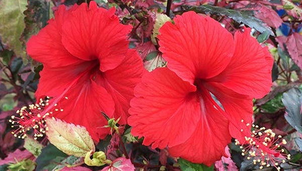 Sale Plants for Sale