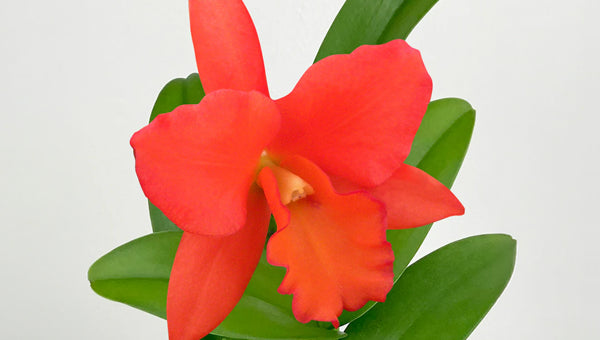 Sale plants
