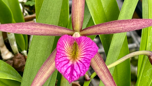 Monthly Sale Plants