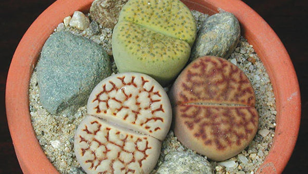 Rare Plants for sale