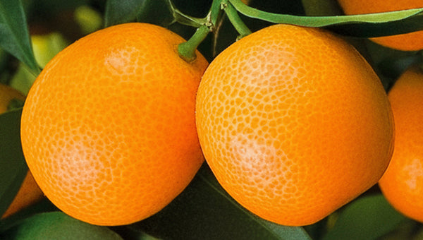 meiwa kumquats - shiny orange fruits on a tree
