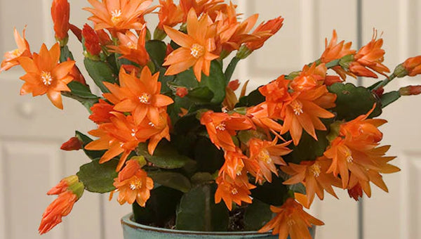 Rare Plants for Sale