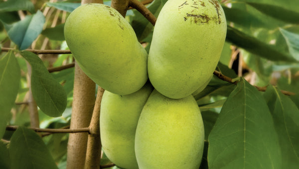 Edible Plants for Sale