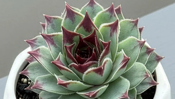 New Plants