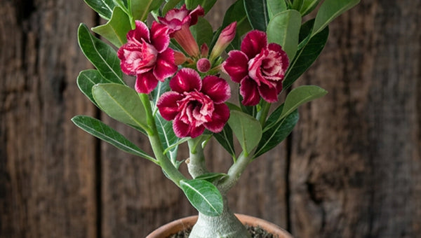 adenium sirika succulent caudiciform plant with red blooms