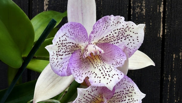 white and pink orchid blooms with dark speckles and green leaves