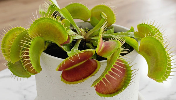 Rare Plants for Sale