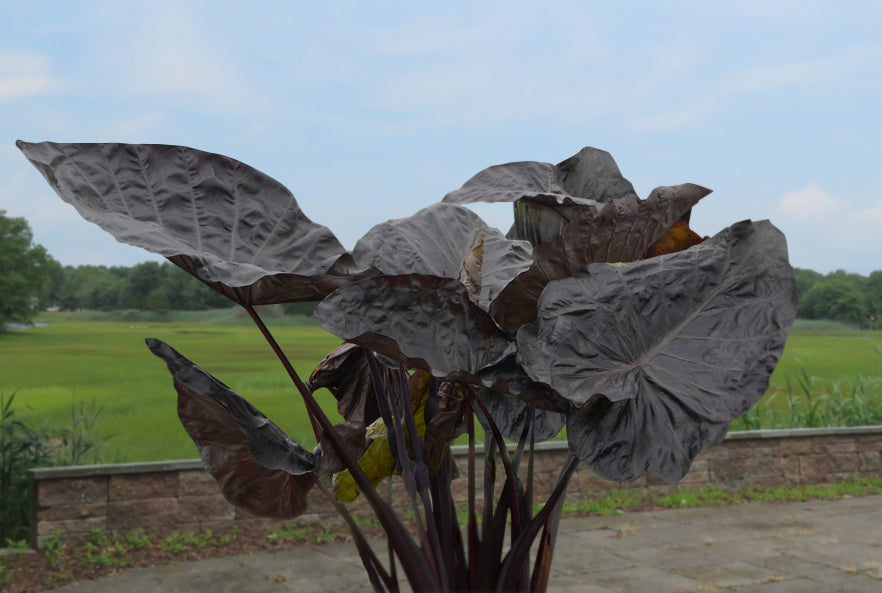 Elephant Ear ‘Black Goblet’ PPAF (Colocasia hybrid)