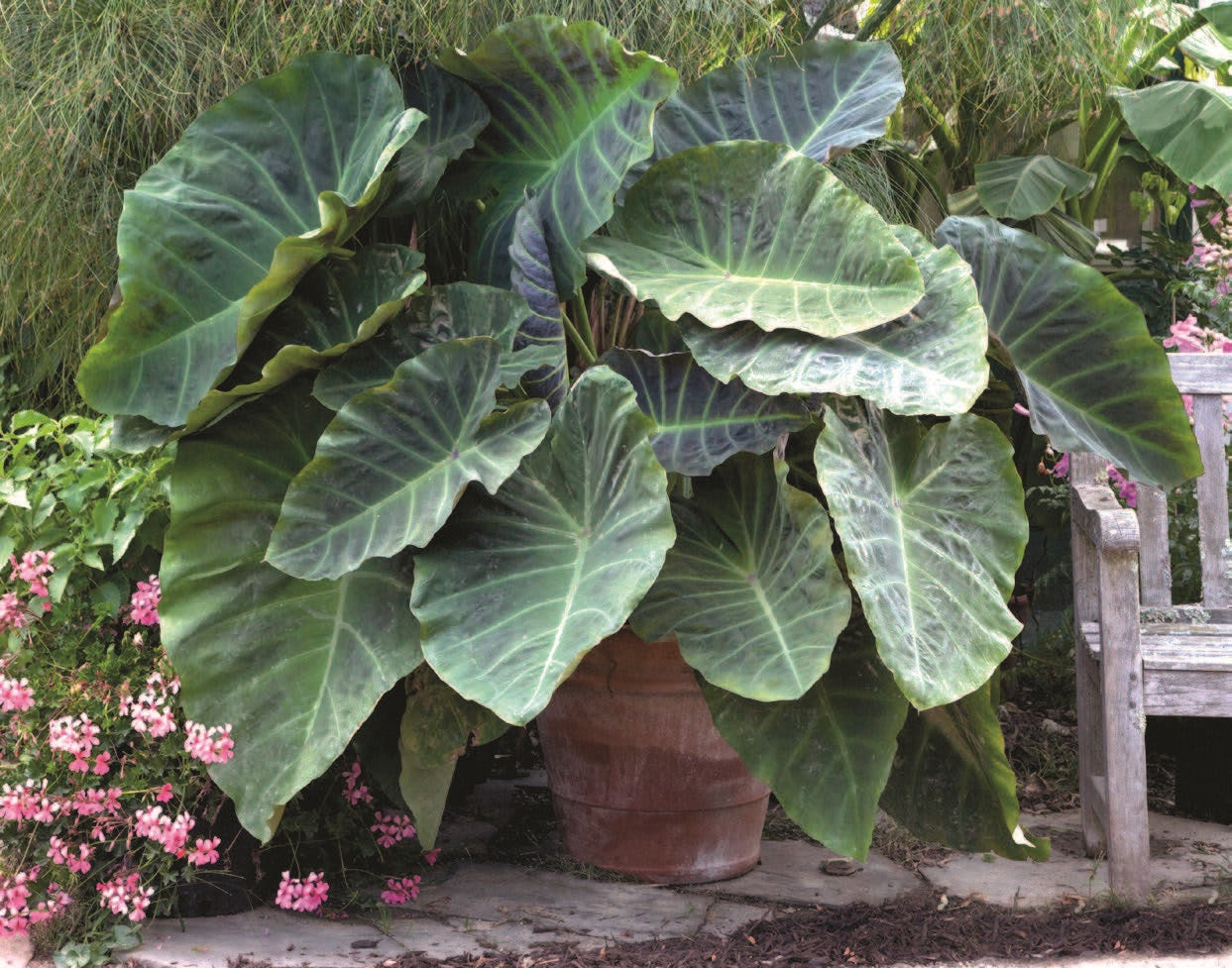 Elephant Ear  ‘Maximus Gigante’ PPAF (Colocasia hybrid)