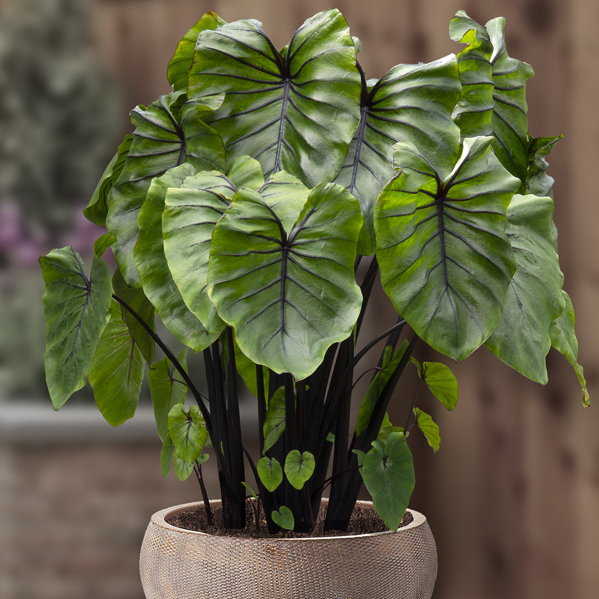 Colocasia ‘Pharaoh’s Mask’ PP (Colocasia hybrid)