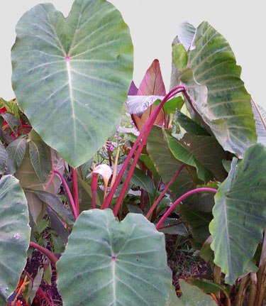 Elephant Ear ‘Pink China’ (Colocasia hybrid)