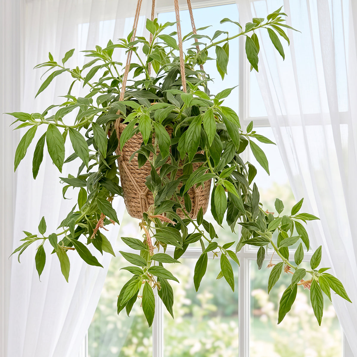 Columnea schiedeana for sale