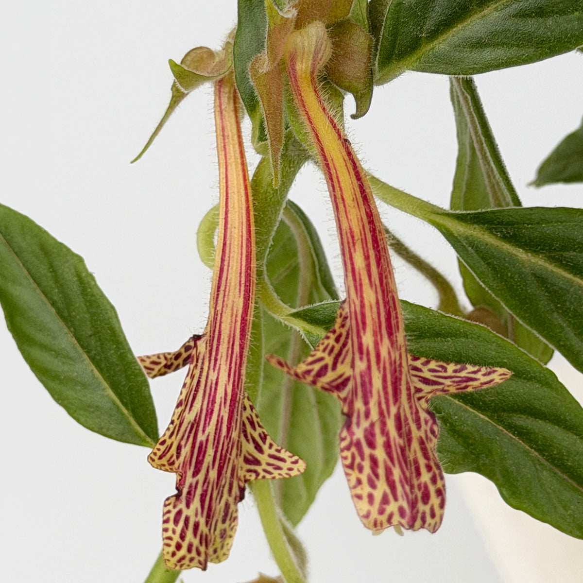 Columnea schiedeana for sale