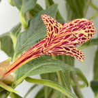 Columnea schiedeana for sale