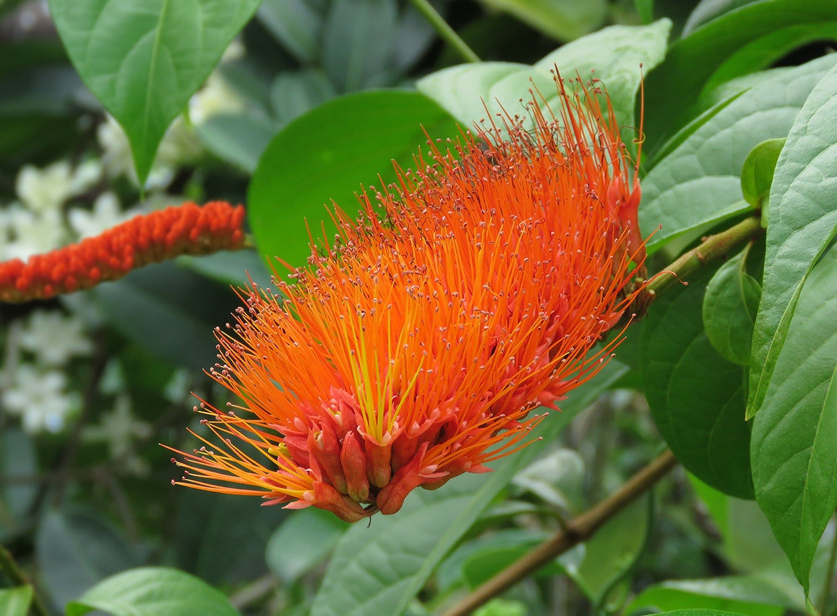 Monkey Brush (Combretum aubletii)