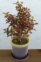 Mirror Bush Wax Wings™ ‘Orange’ PP (Coprosma hybrid)