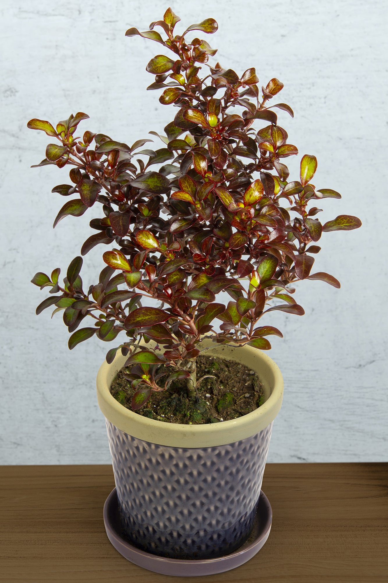 Mirror Bush Wax Wings™ ‘Orange’ PP (Coprosma hybrid)