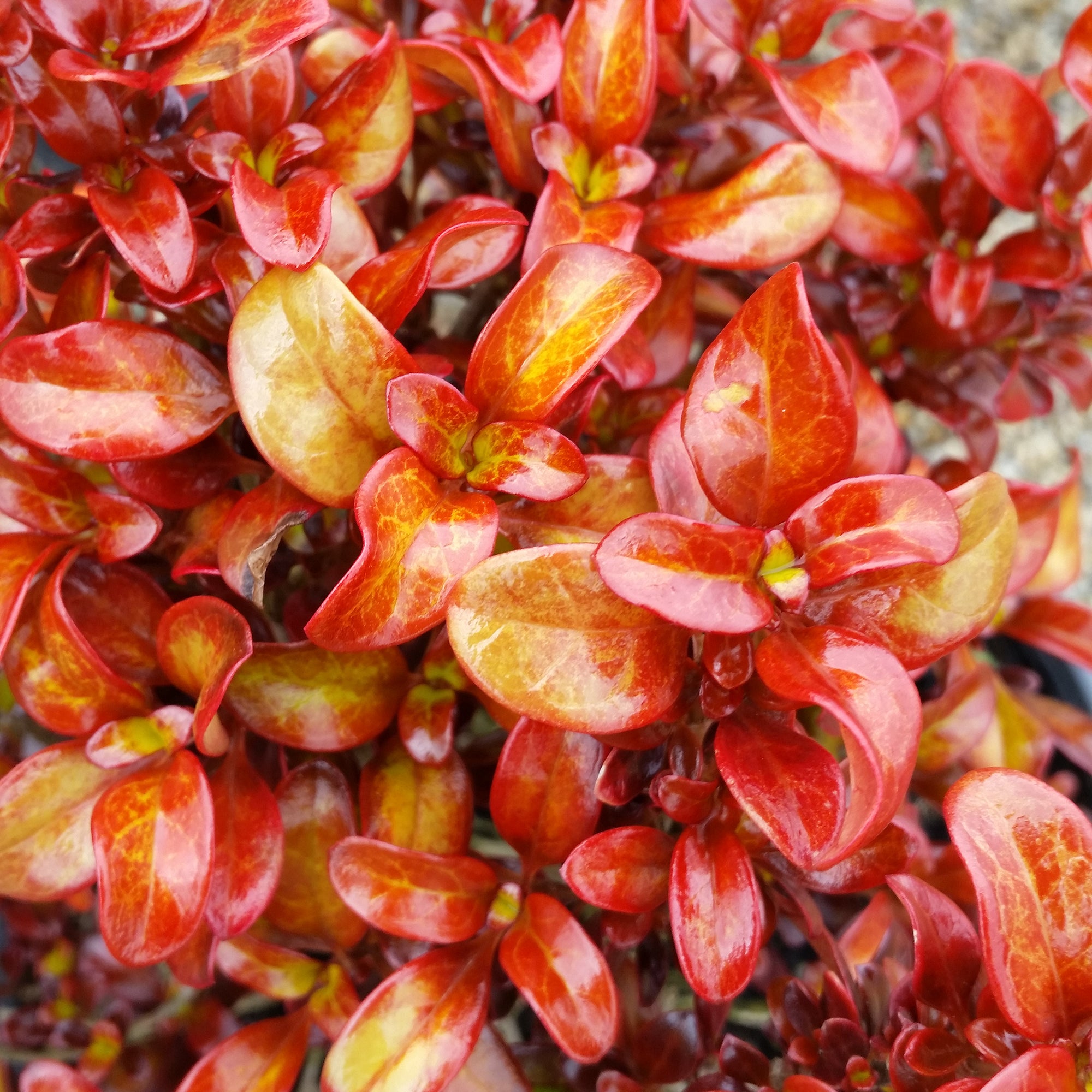 Mirror Bush Wax Wings™ ‘Orange’ PP (Coprosma hybrid)