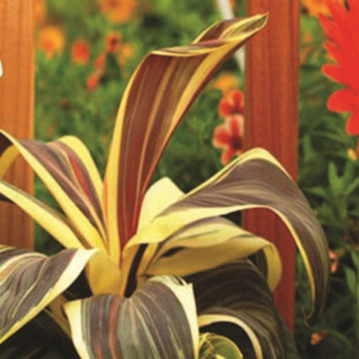 Cordyline ‘Chocolate Queen’ (Cordyline terminalis)