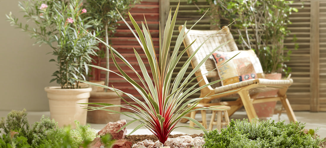 Cordyline 'Magic Star' PP plant for sale