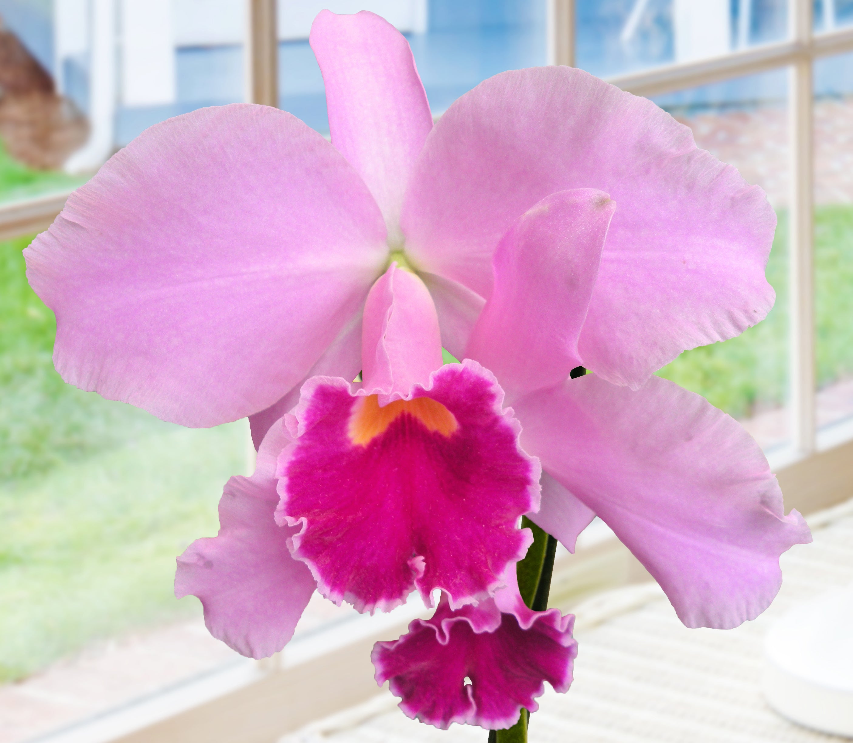 Lc Orchid Cornelia ‘Kalapana’ (Laelia x Cattleya hybrid)