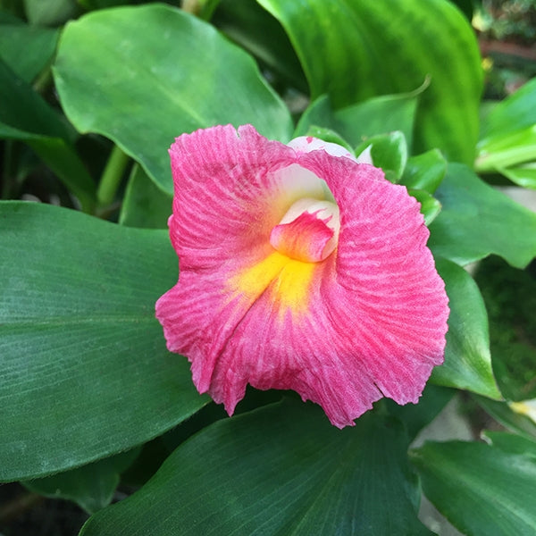 Costus 'African Princess' (Costus fissiligulatus)