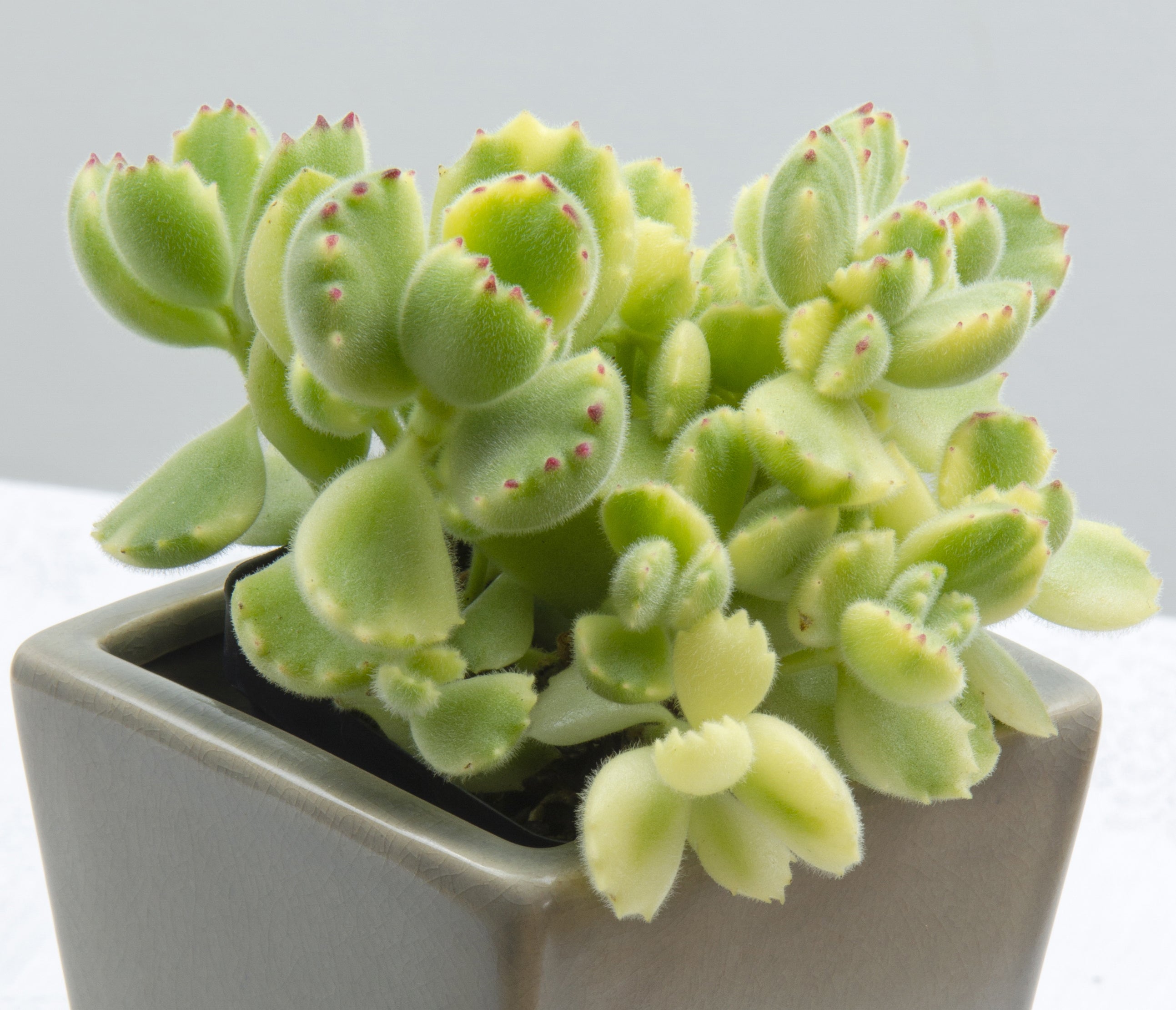 Variegated Bear’s Paw (Cotyledon Ladismithiensis ‘Variegata’)