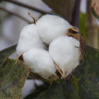 Red Variegated Cotton Plant (Gossypium ‘Albe Red Variegated’)