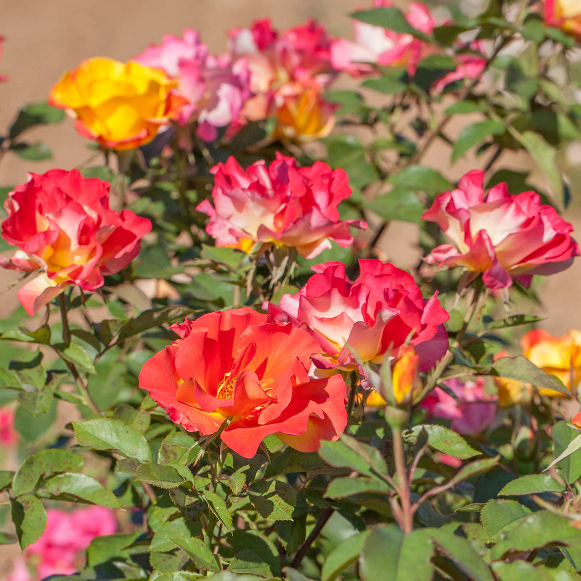 Rose Sunset Horizon® PP (Rosa hybrid)