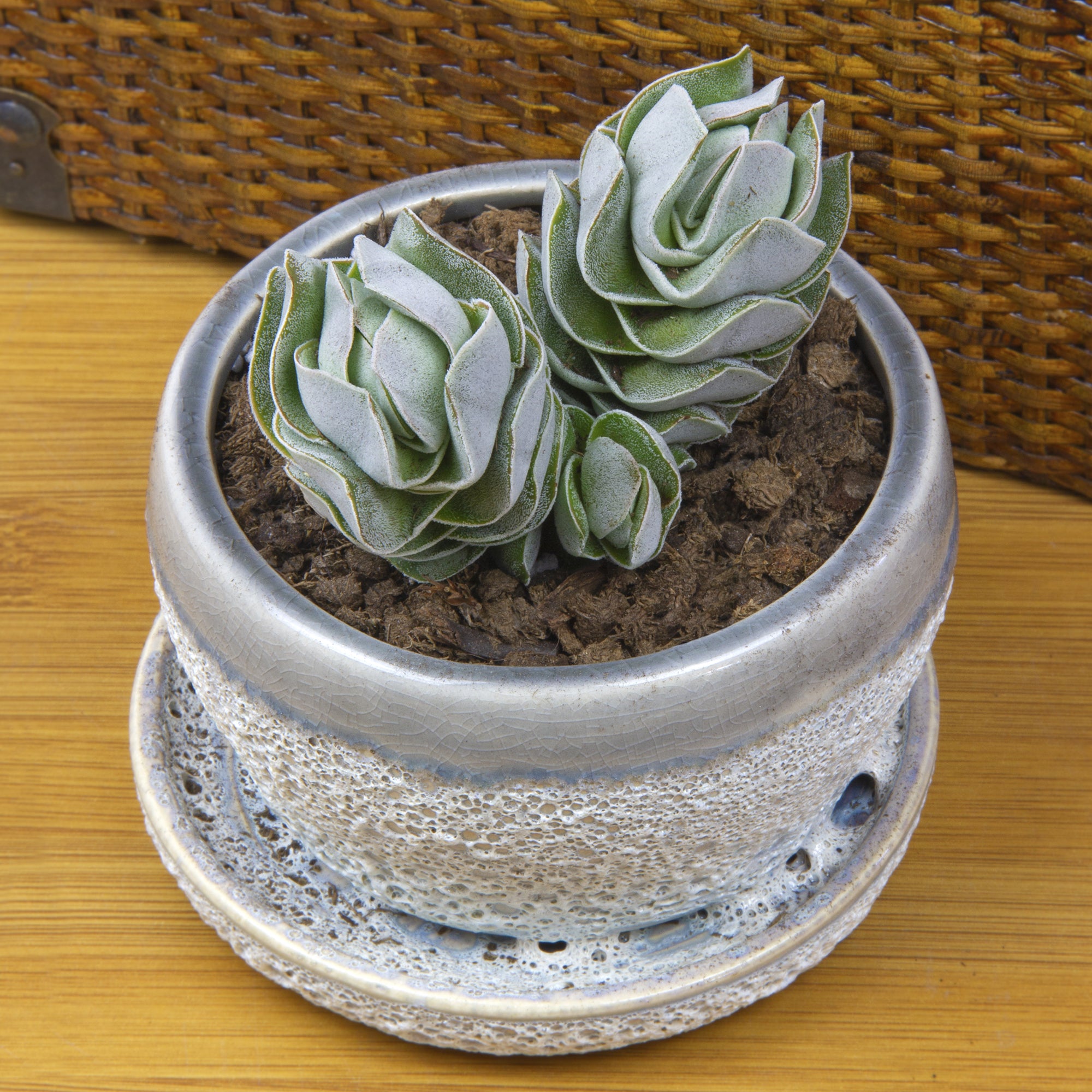 Crassula ‘Ivory Pagoda’ (Crassula hybrid)