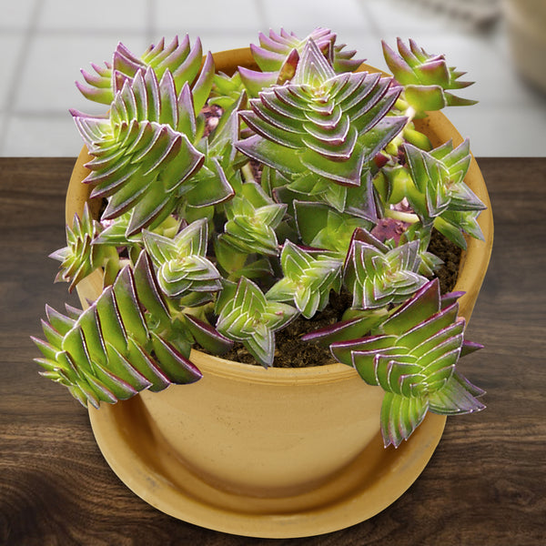 white pagoda succulent Crassula 'Red Pagoda' For Sale – Logee's Plants