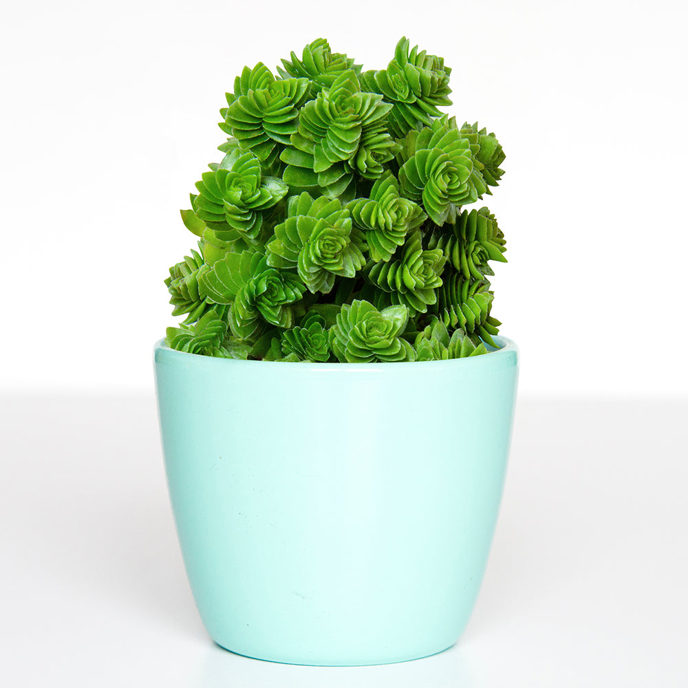 Crassula ‘Black Curl’ (Crassula spiralis)