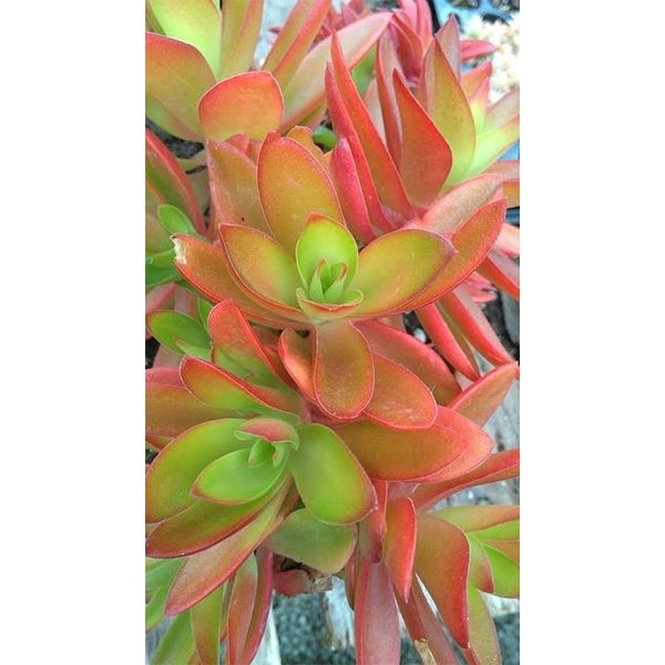 Crassula ‘Campfire’ (Crassula capitella hybrid)