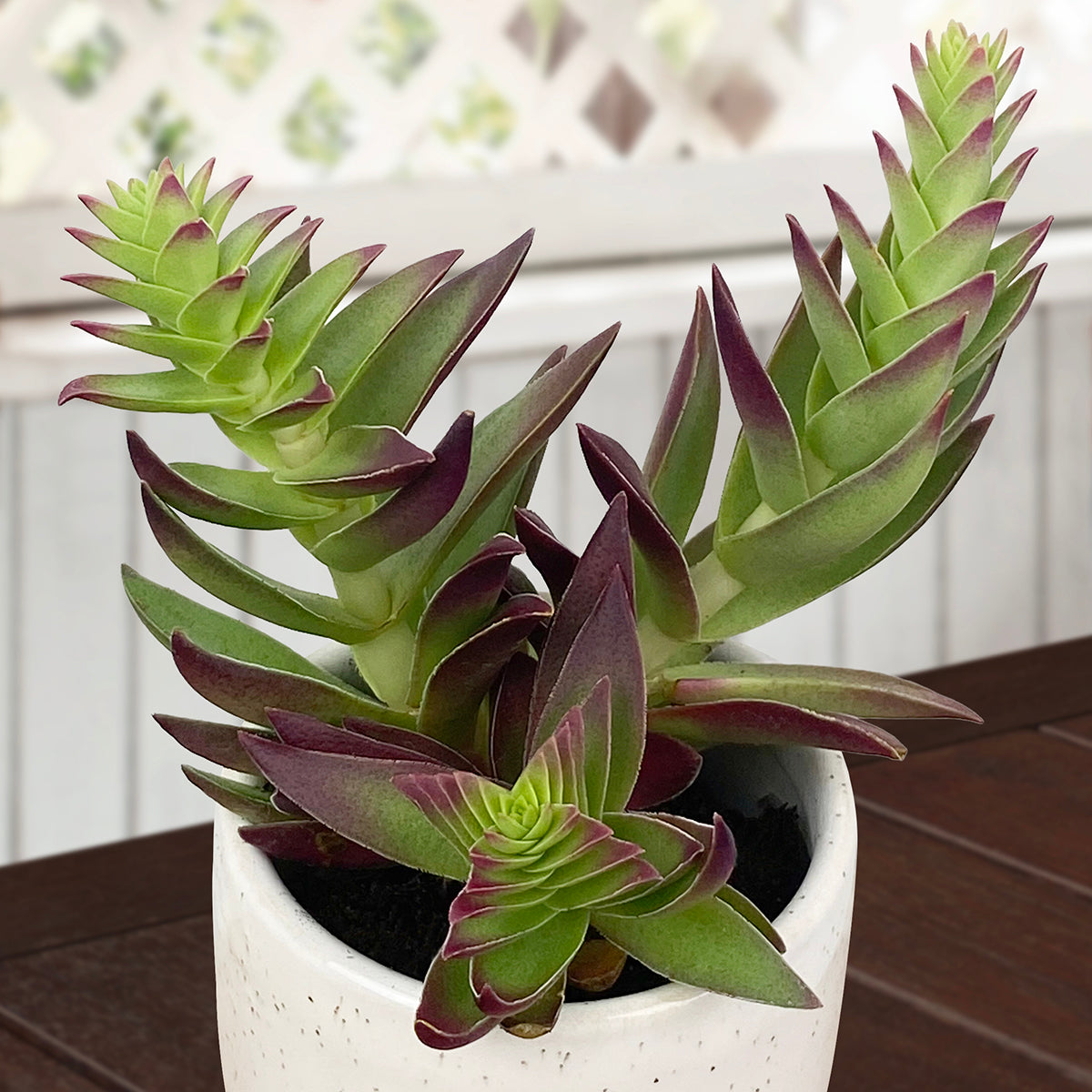 Crassula ‘Shark’s Tooth’ (Crassula corymbulosa)