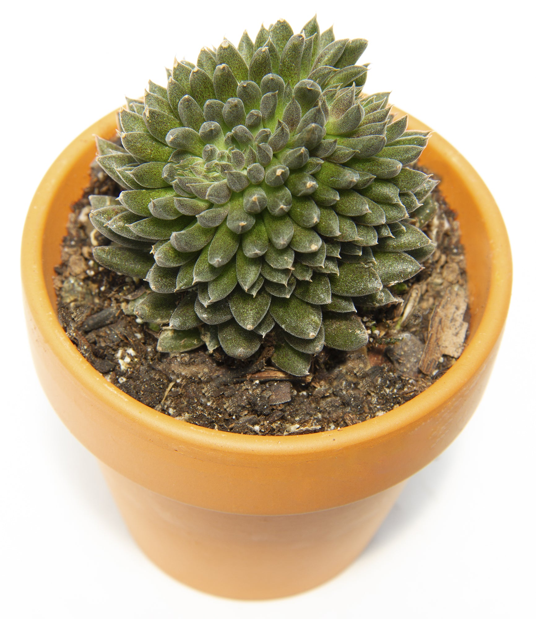 Crested Sedum (Sedum indicum var. yunnanense)