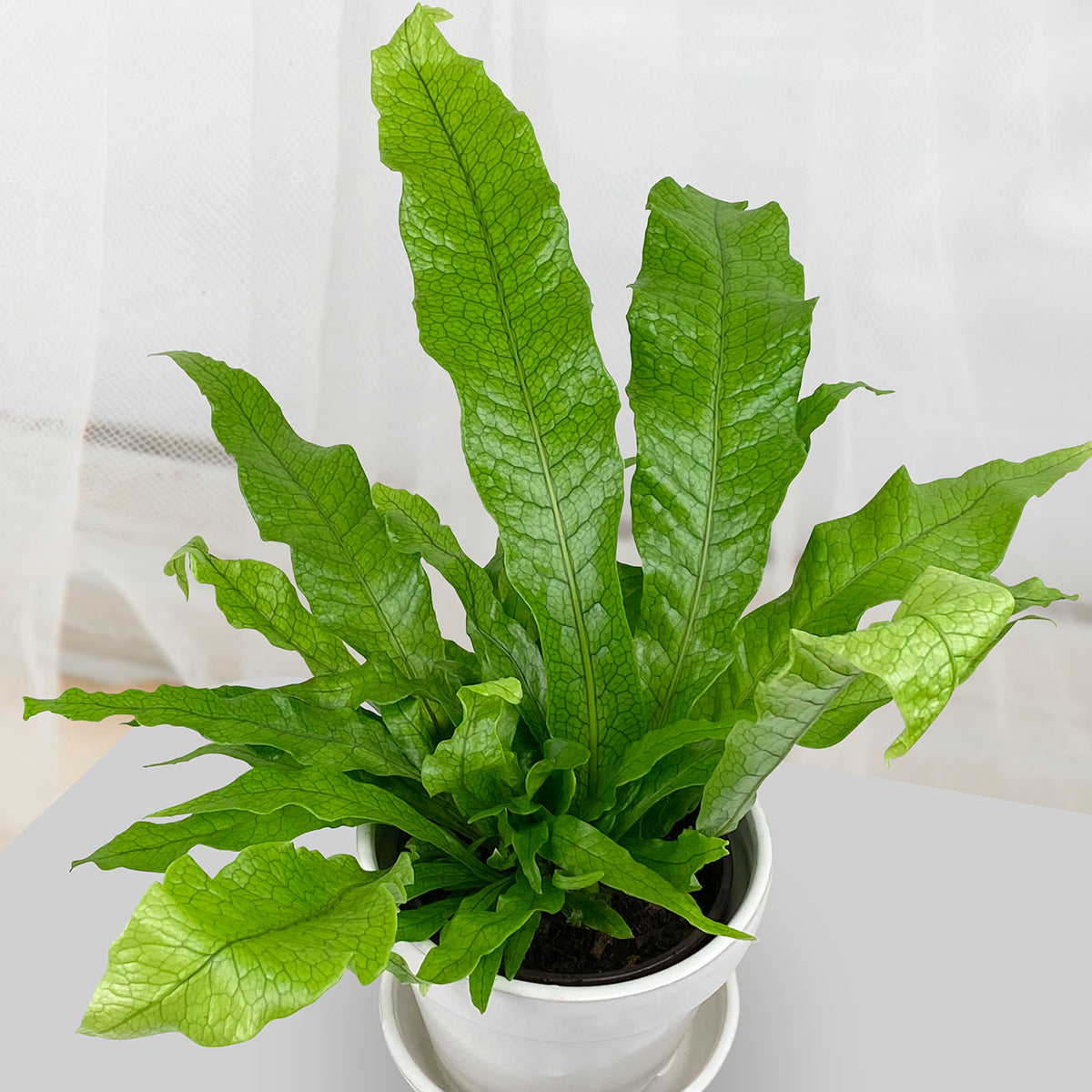 Crocodile Fern (Microsorum musifolium ‘Crocodyllus’)